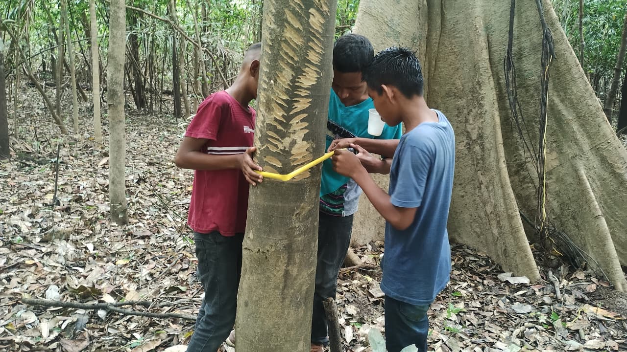 Namaã i to’eü ina’nguutchi’īuü’: Experiências de Educação Integral em Comunidades Indígenas no Alto Solimões, Tabatinga (AM) - Imagem 2