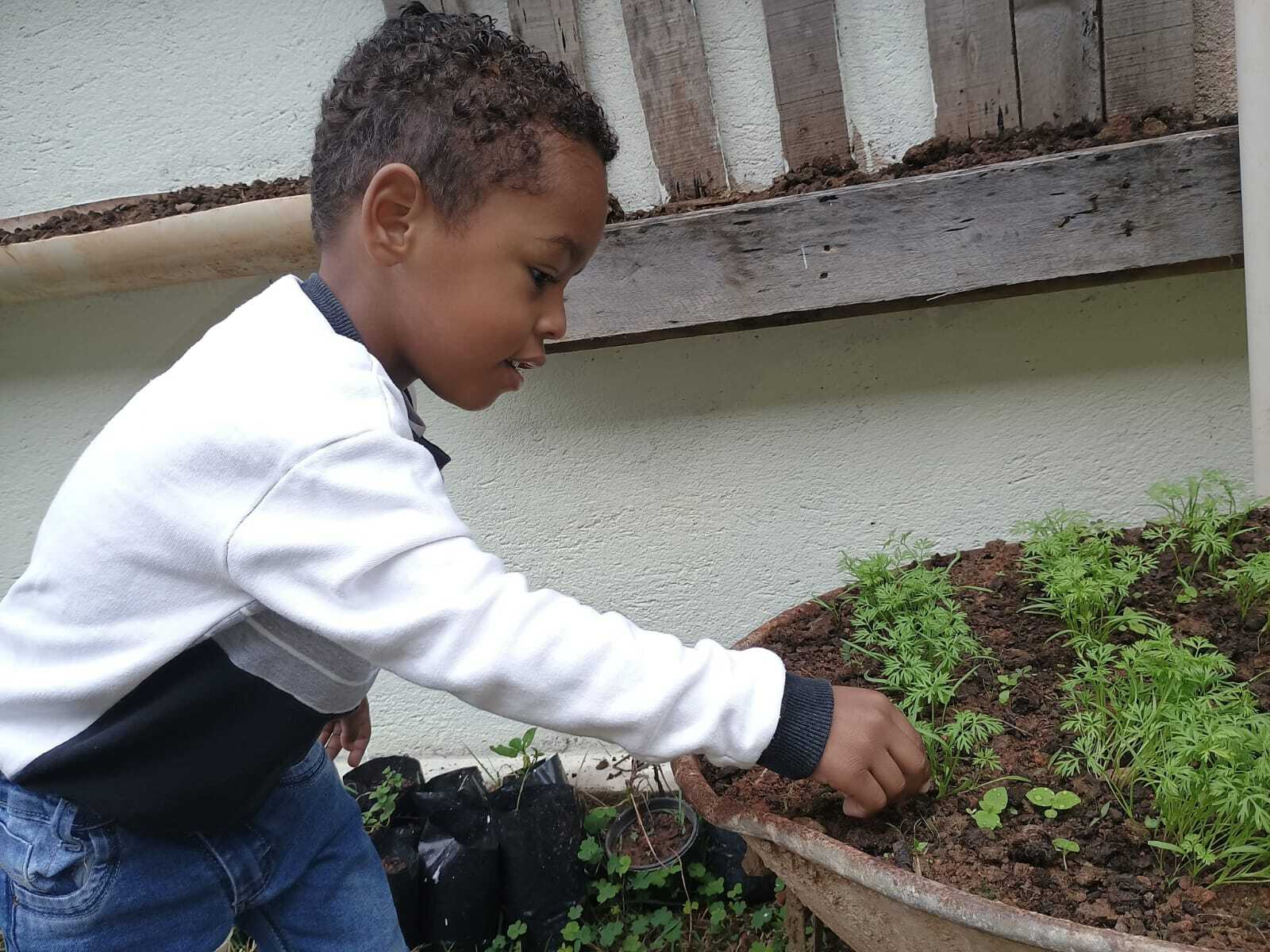 Plantando Sementes, Colhendo Saberes! Horta na Educação Infantil - Imagem 1