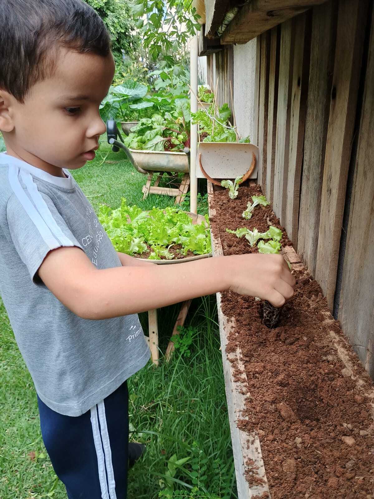 Plantando Sementes, Colhendo Saberes! Horta na Educação Infantil - Imagem 4