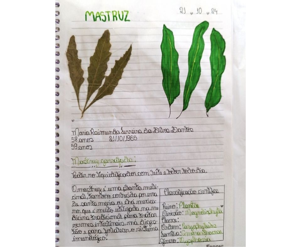 Plantas Medicinais - Imagem 2