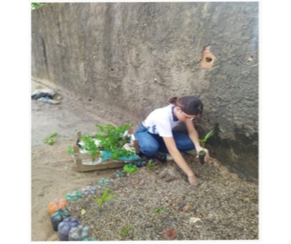 Plantas Medicinais - Imagem 3