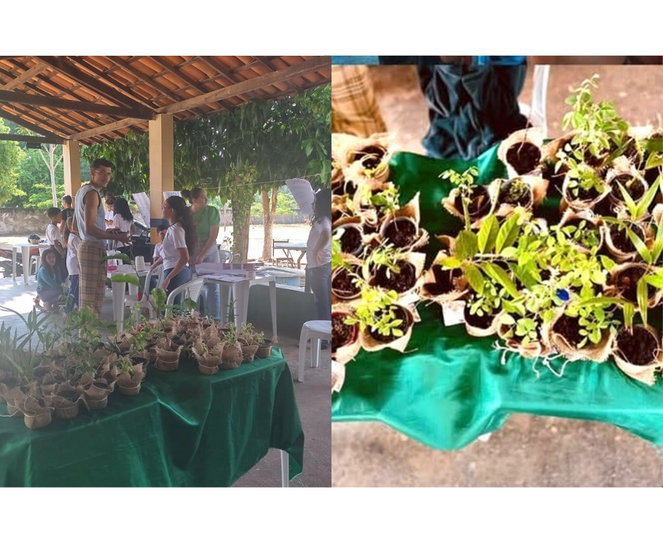 Plantas Medicinais - Imagem 5