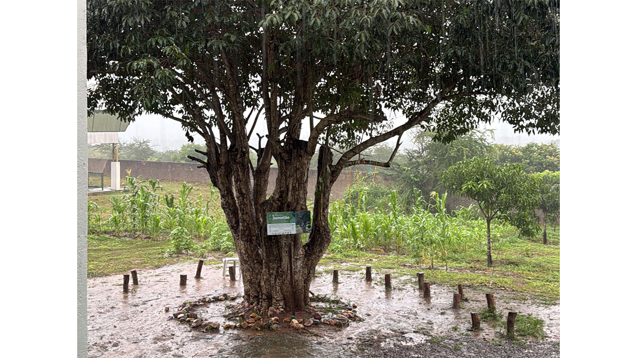 Árvore de jamelão, localizada na Escola Municipal de Ensino Fundamental (EMEF) Mariano Rodrigues da Costa, em Nova Russas (CE). A foto representa a "benção" da chuva no sertão cearense. Foto: Claudia Leytchele Imme Atanazio