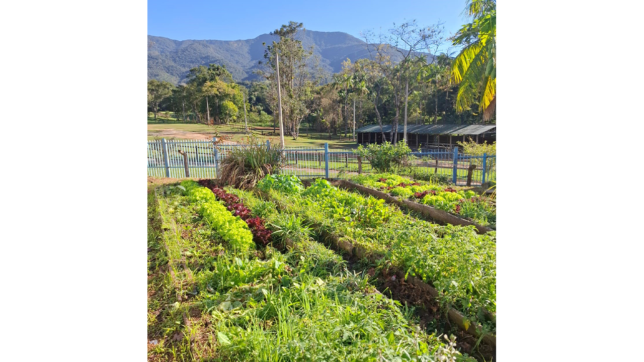 Área rural com canteiros de hortaliças em primeiro plano, cercados por vegetação. Ao fundo, há uma cerca azul de metal, árvores, estruturas cobertas e uma cadeia de montanhas sob céu azul.