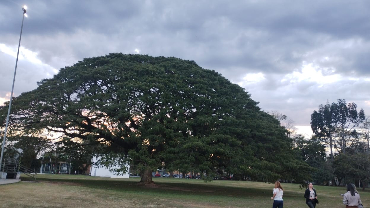 Uma grande árvore robusta, com tronco largo e ampla copa, está sobre um espaço de gramado. No canto inferior direito, três mulheres em trajes casuais caminham, distantes. Ao fundo, um poste alto de iluminação, outras árvores e construções ao longe.